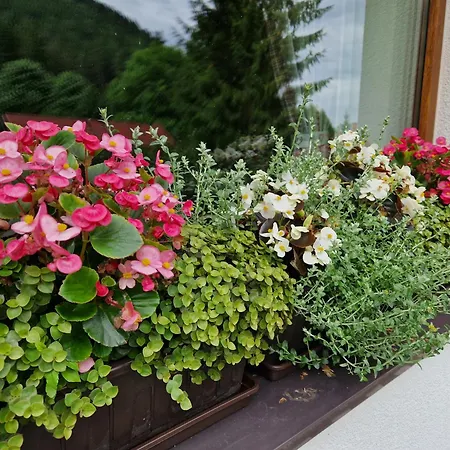 Viktoria Chalet *